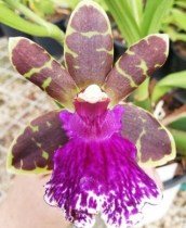 Zygopetlum Artur Elle Tombstone